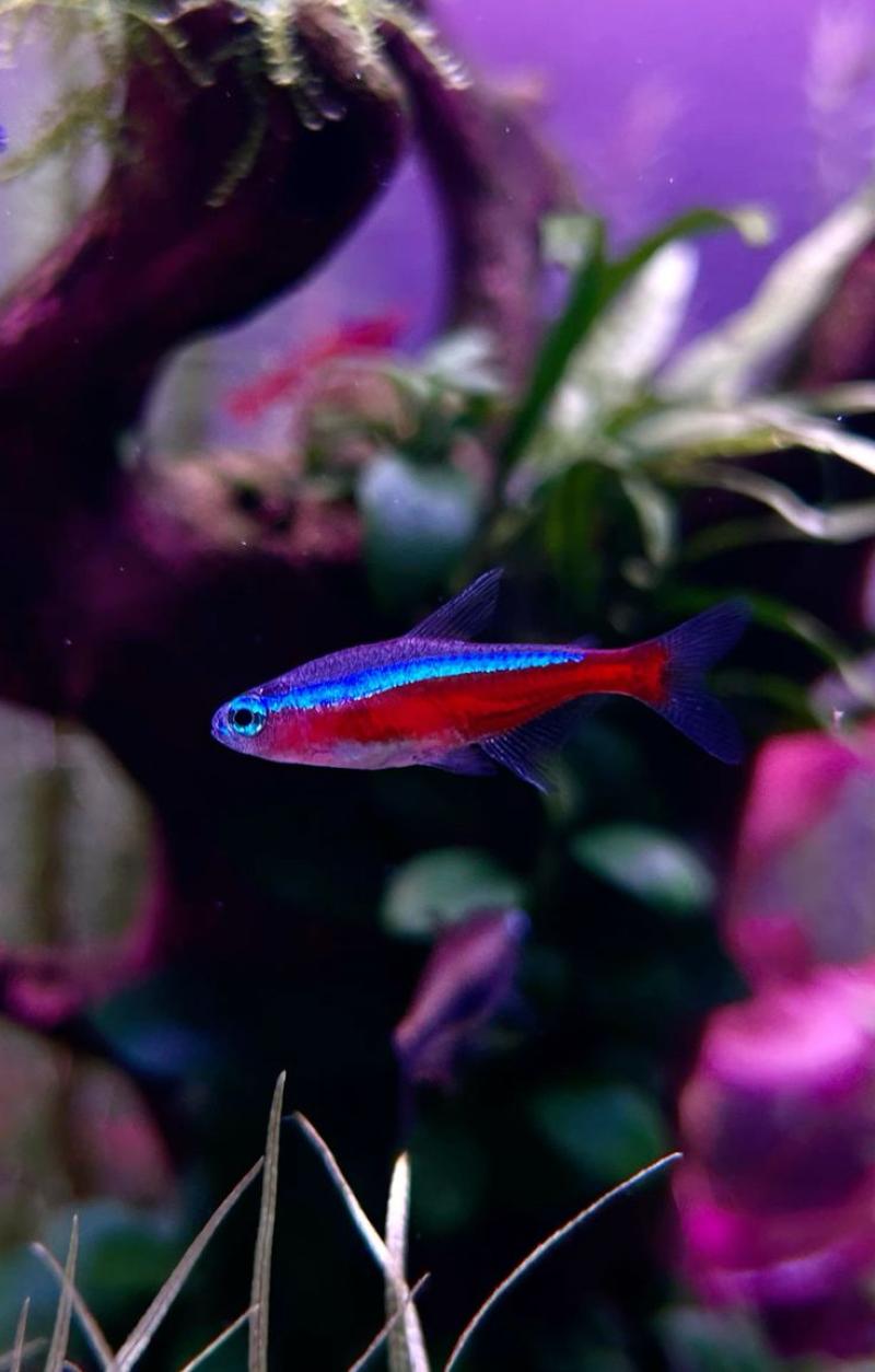 Tetra Neon Cardinal
