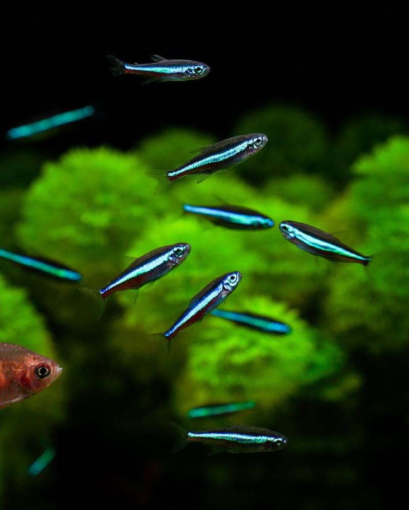 Tetra Neon Verde