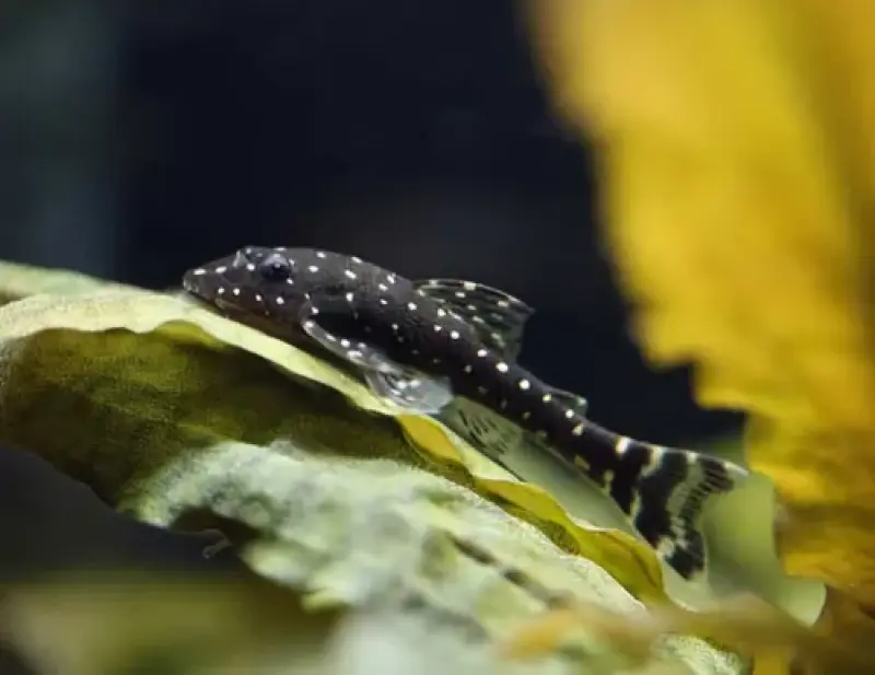 Paratocinclos Aroldoe 