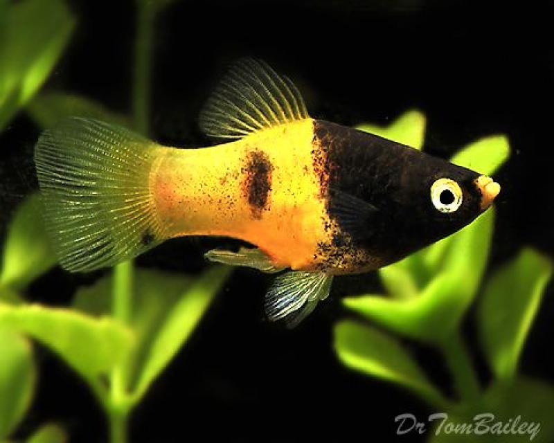 Platy abelha