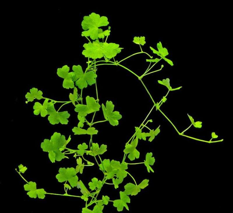 Hydricotyle Tripartyta