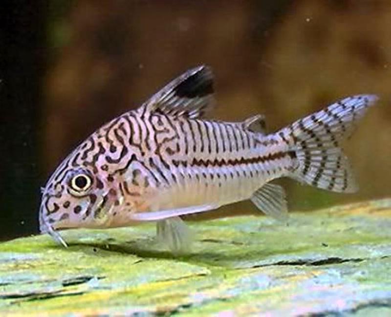 Corydora Juli