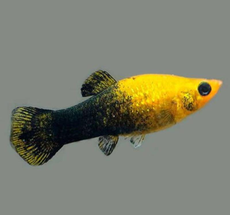 MOLINESIA GOLD BLACK 