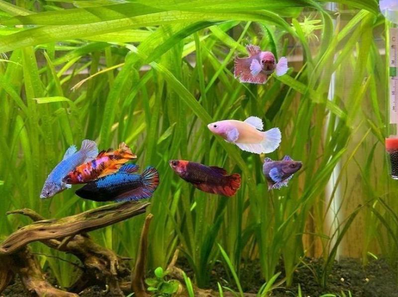 BETTA FÊMEA 