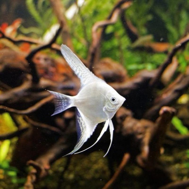 ACARÁ BANDEIRA PLATINUM (P)